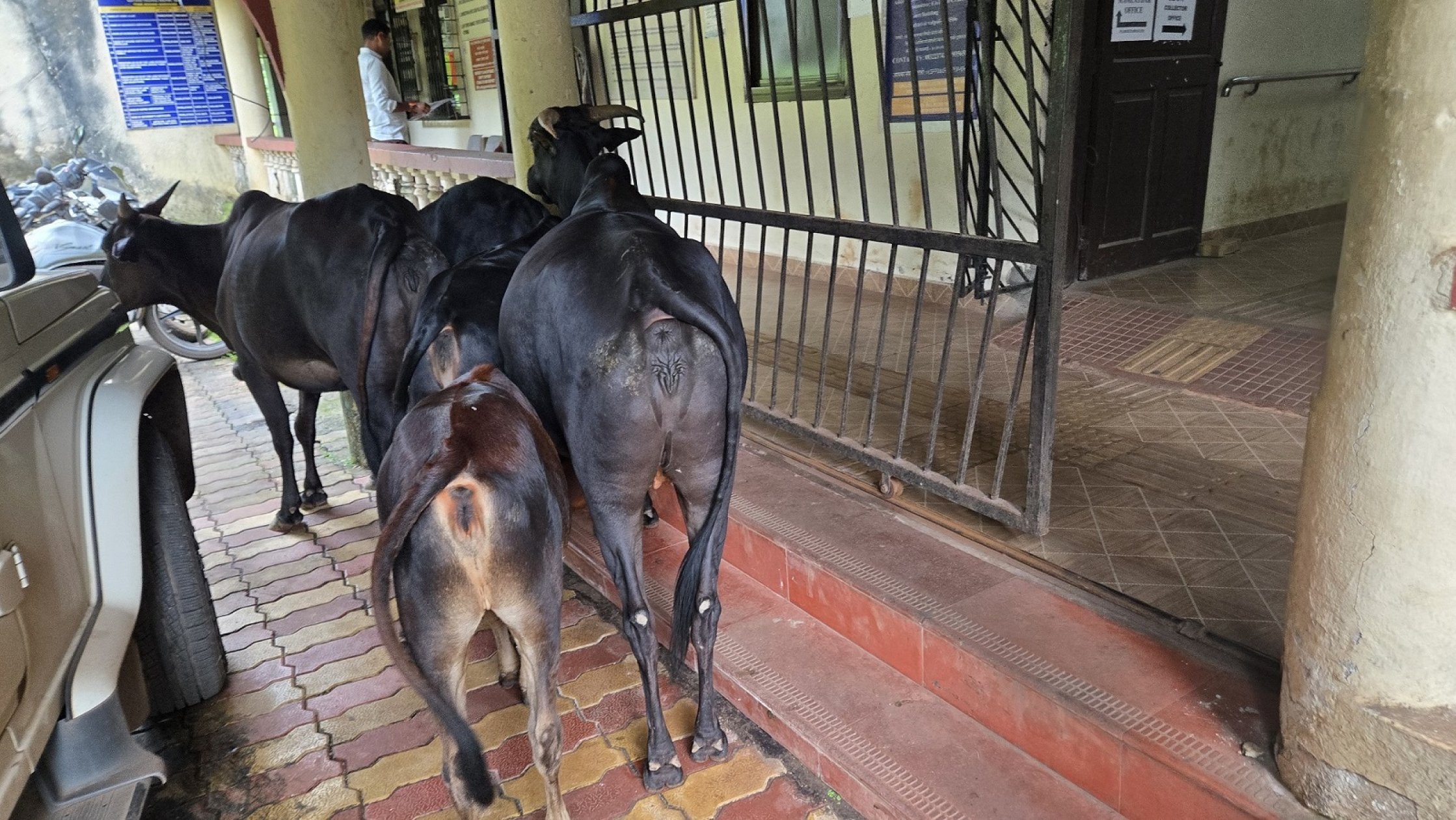 Stray cattle disrupt movement at Valpoi government offices