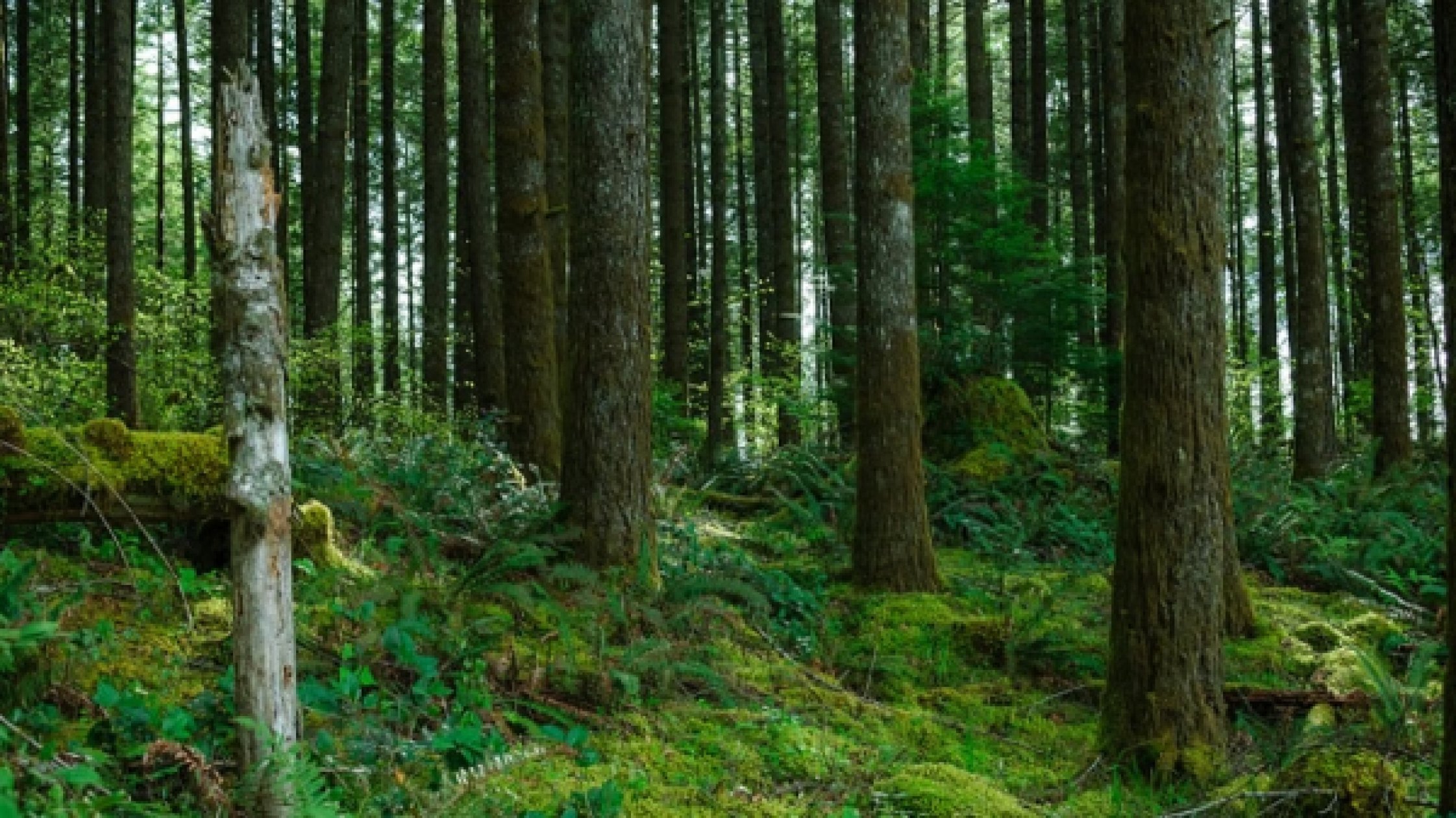 TCP, Forest officials to vet devpt proposals in private forests, ESAs
