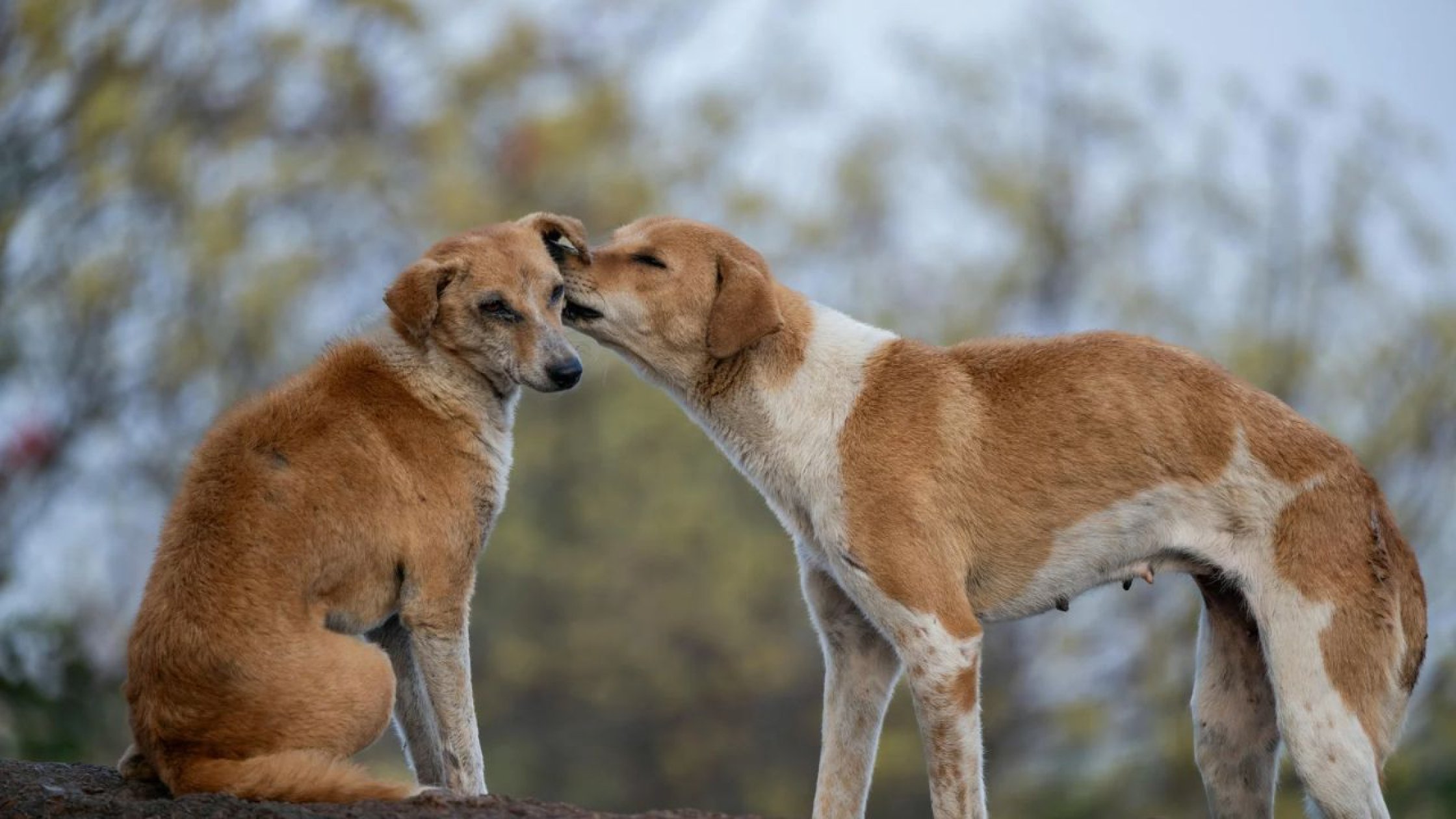 Calangute to map stray dogs amid beach menace concerns