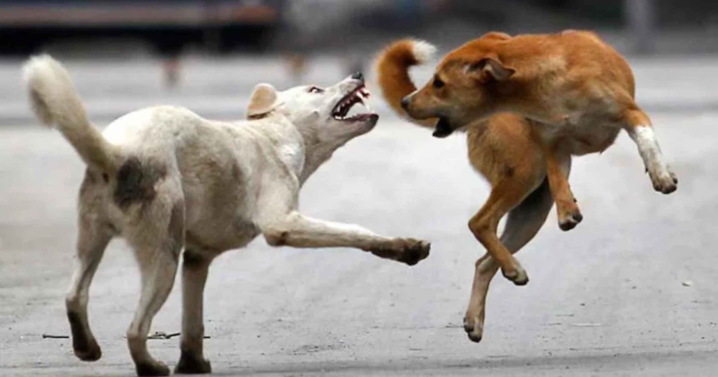 Stray dog numbers on the rise, but Goa’s data r...