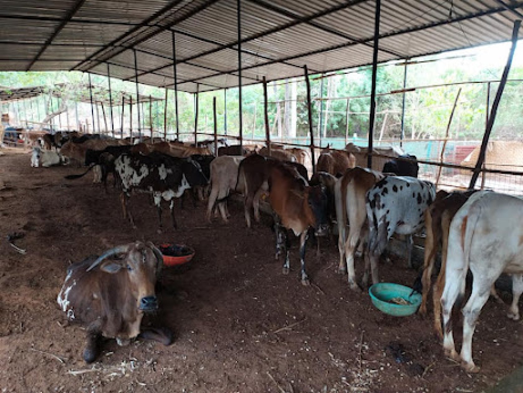 Hundreds impounded, but no count of stray cattle