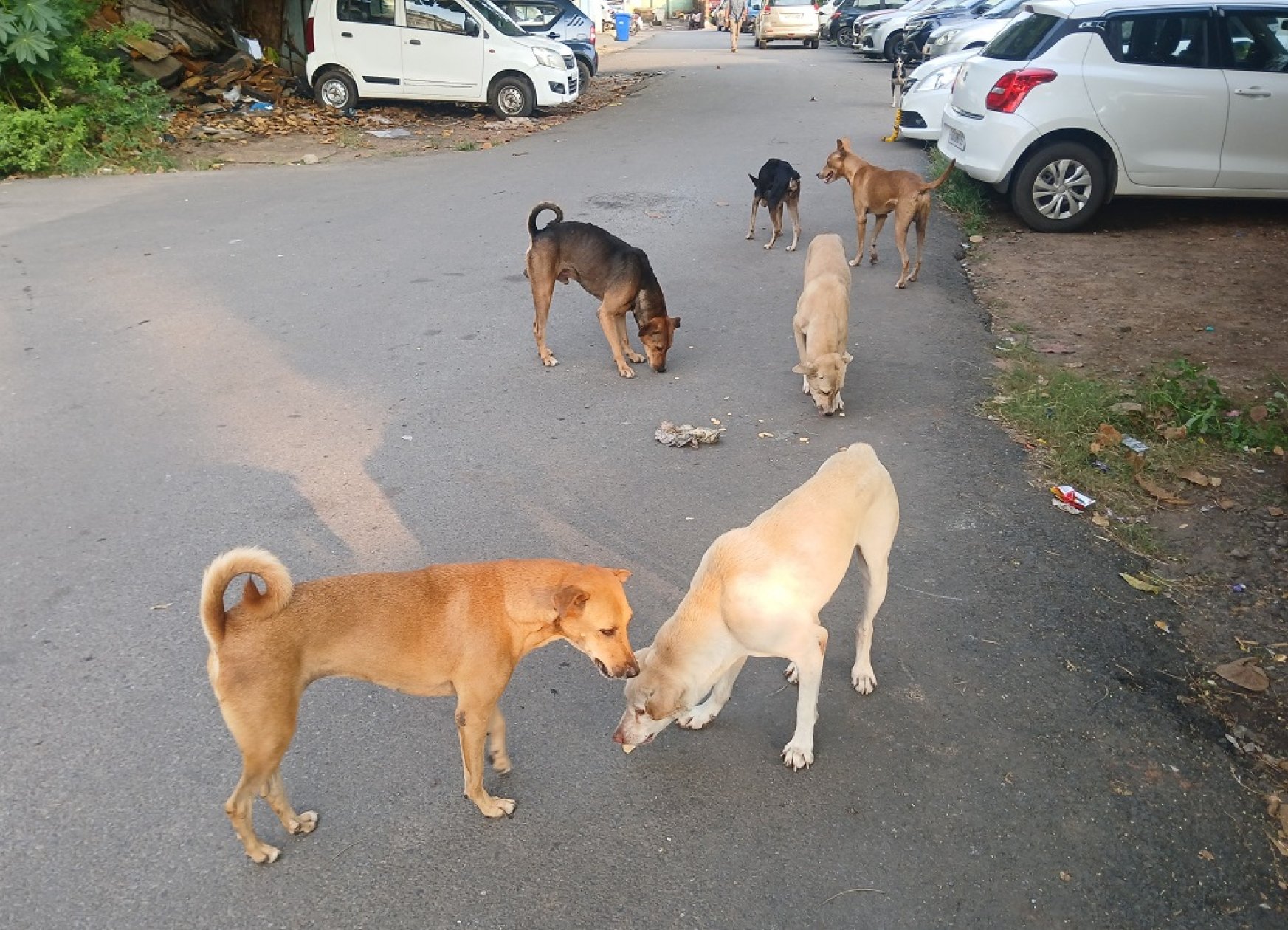 Stray dog census: A race against time in Margao