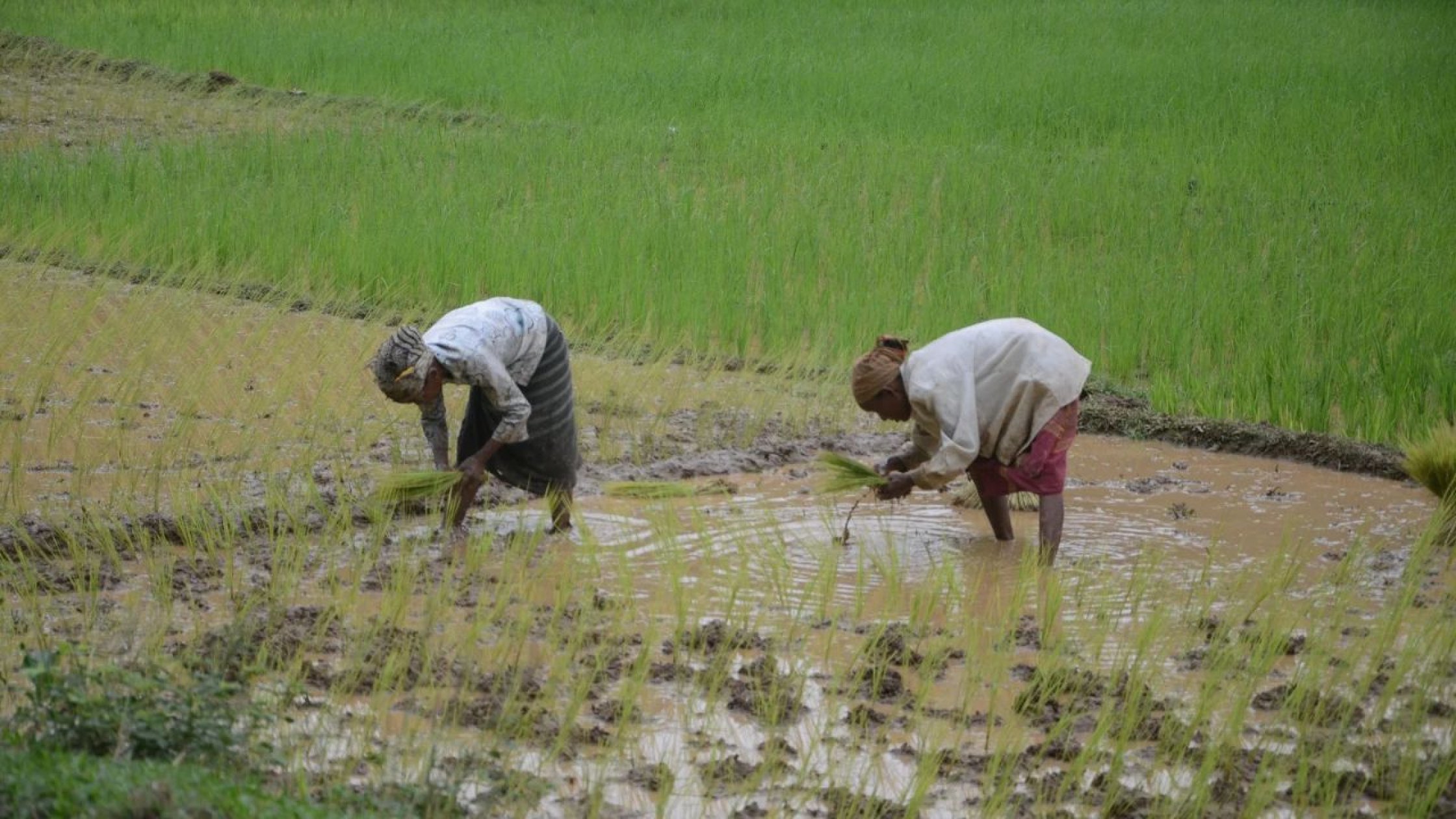 An erratic monsoon and what it means for Goa’s farmers