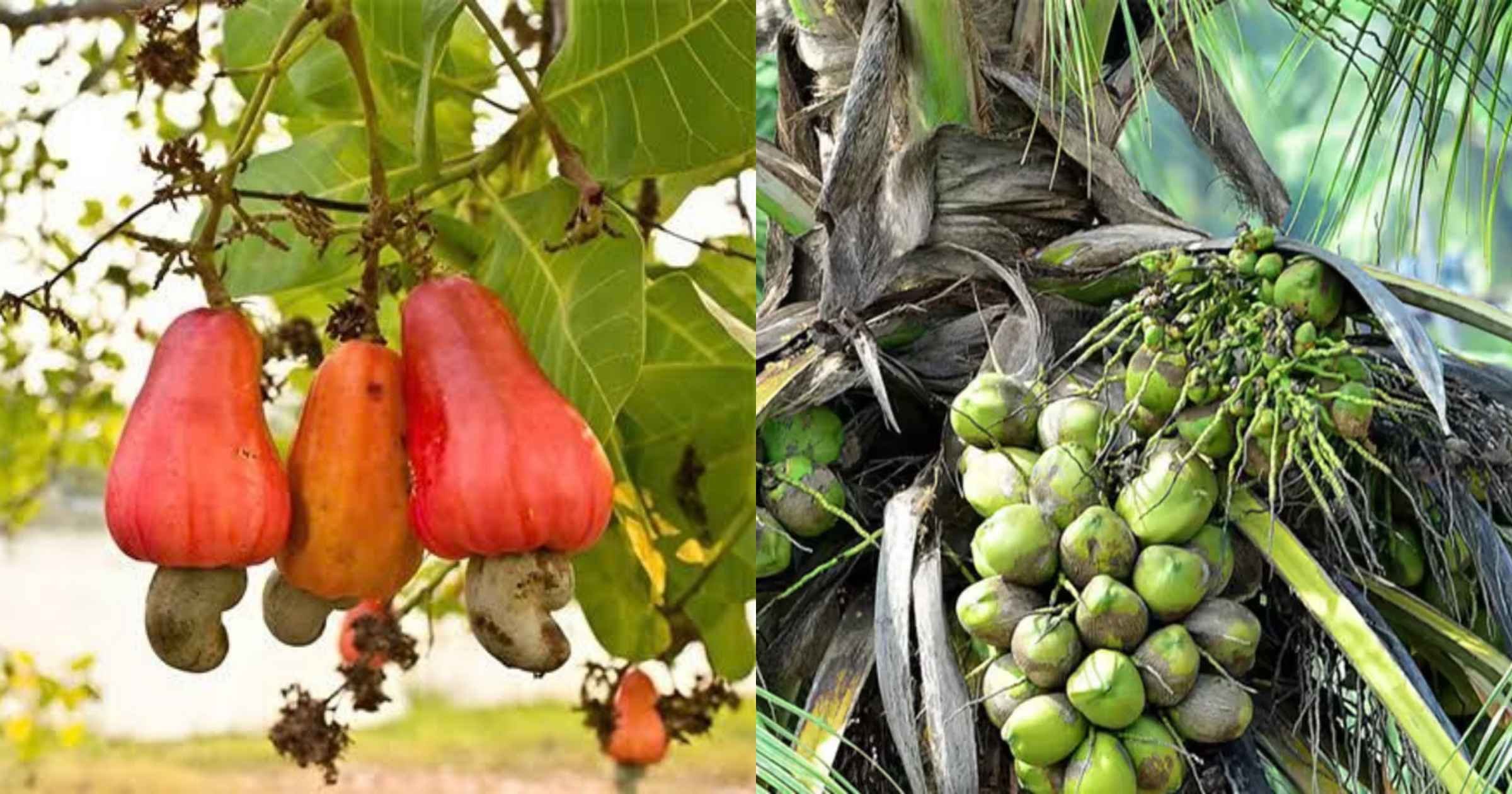 Goa’s cashew, coconut to get centre’s expor...