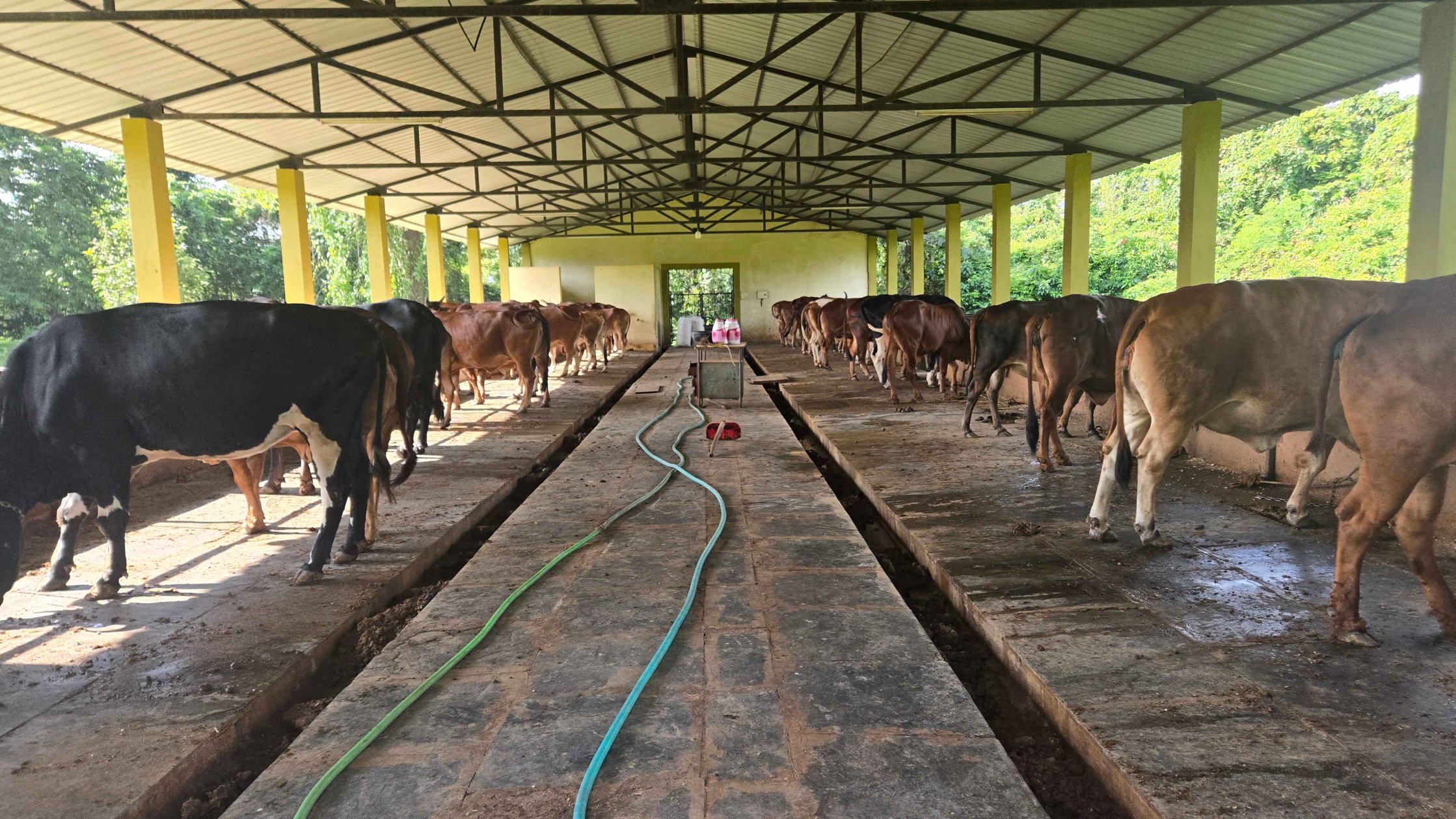 Shortage of staff, facilities plagues Koparde cattle breeding farm