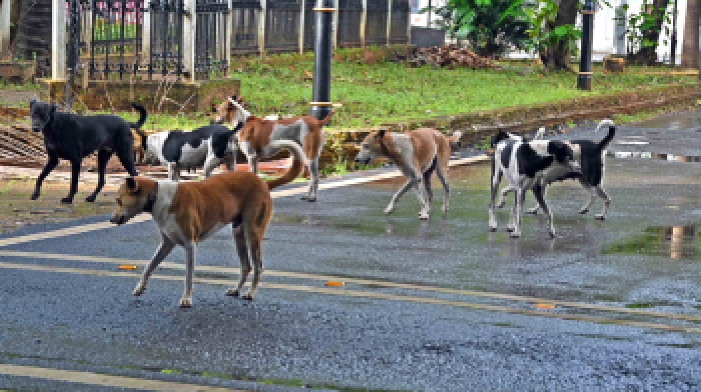High Court seeks whereabouts of 492 stray dogs relocated by p'yat
