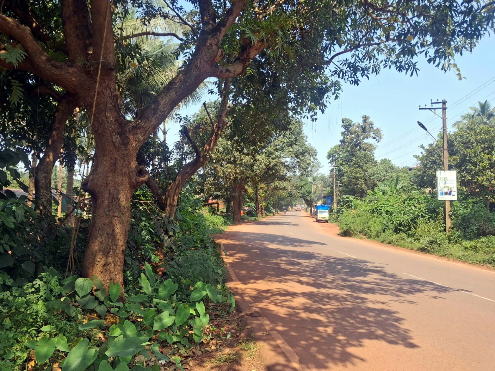 122 trees face axe to widen Honda Tisk–Vadakade road