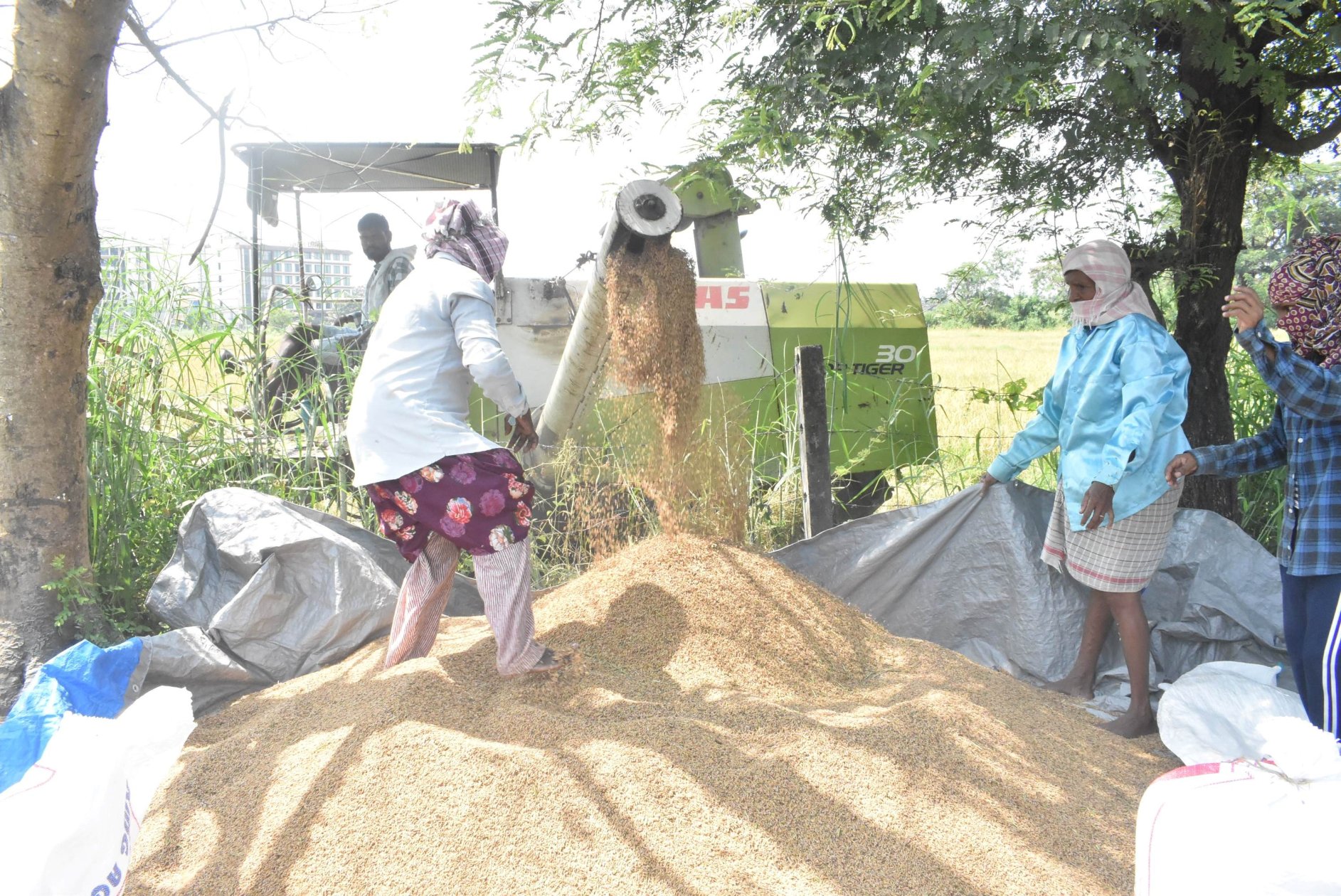 Aquem farmers reap moderate paddy crop despite...