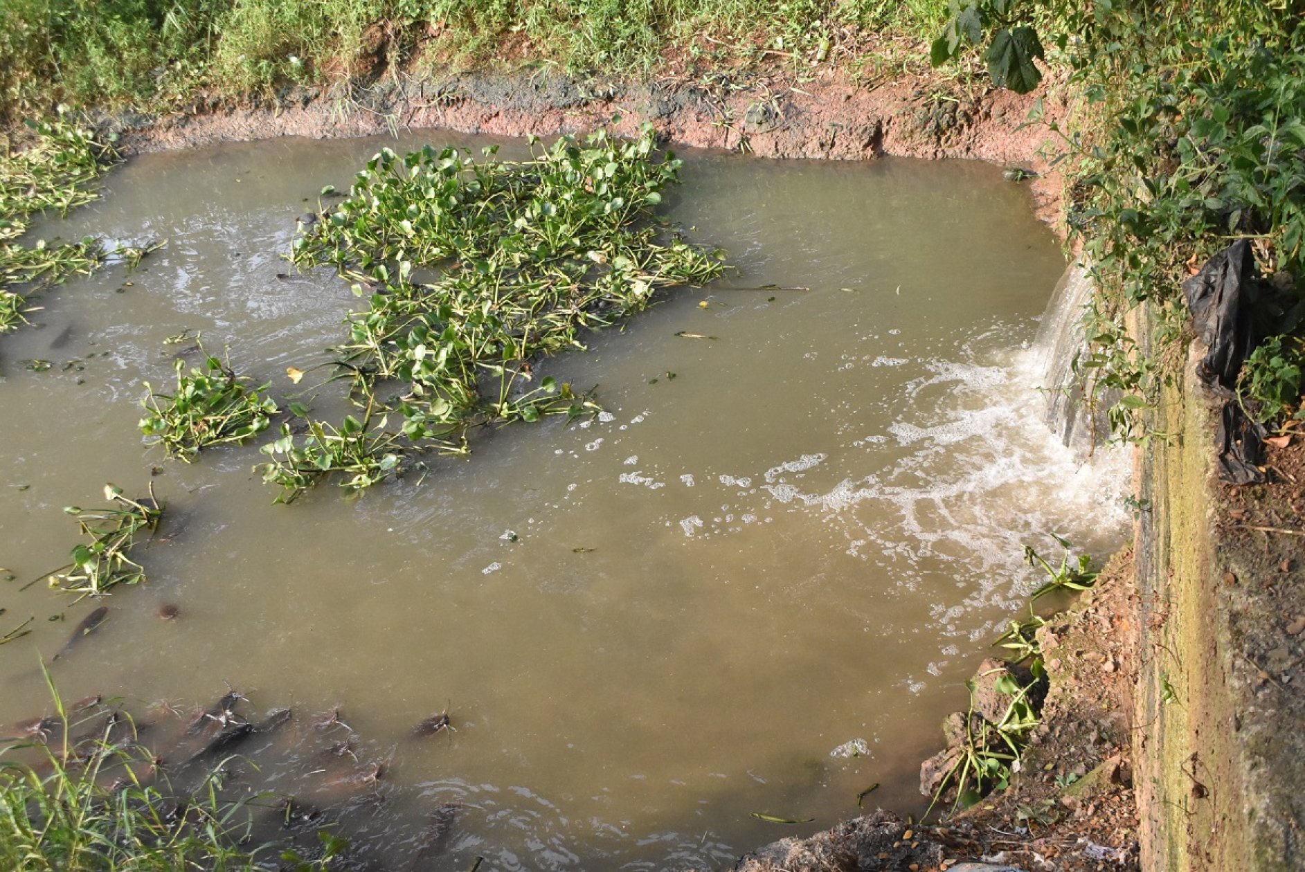 Black water discharge into Comba nullah exposes gaps in Margao sewage system