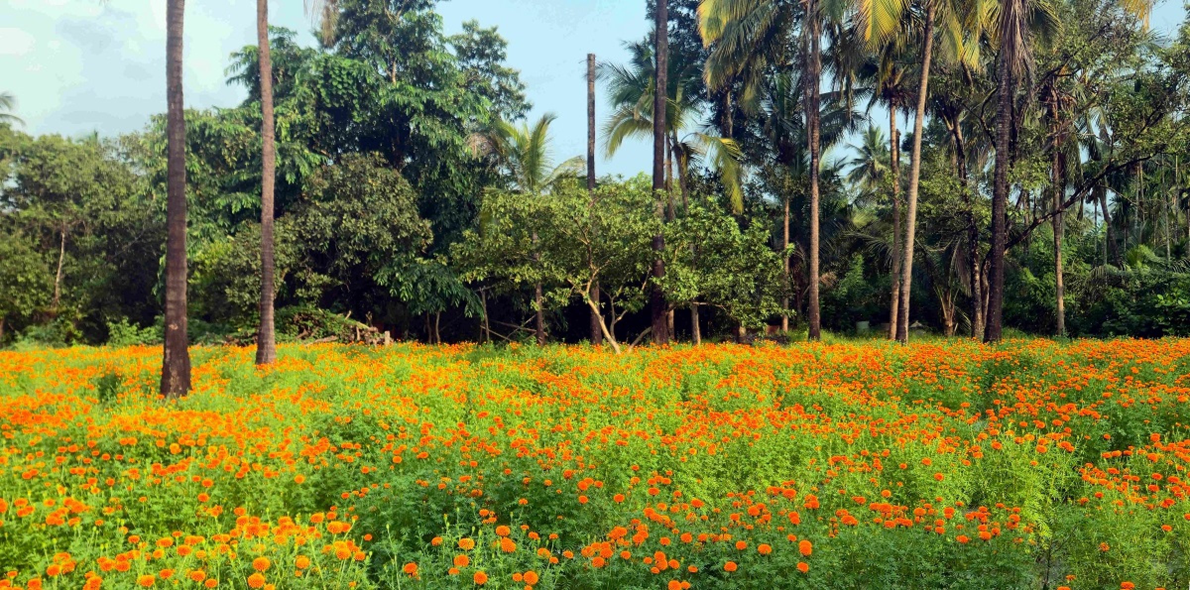 Sattari farmers turn fallow land into marigold fields