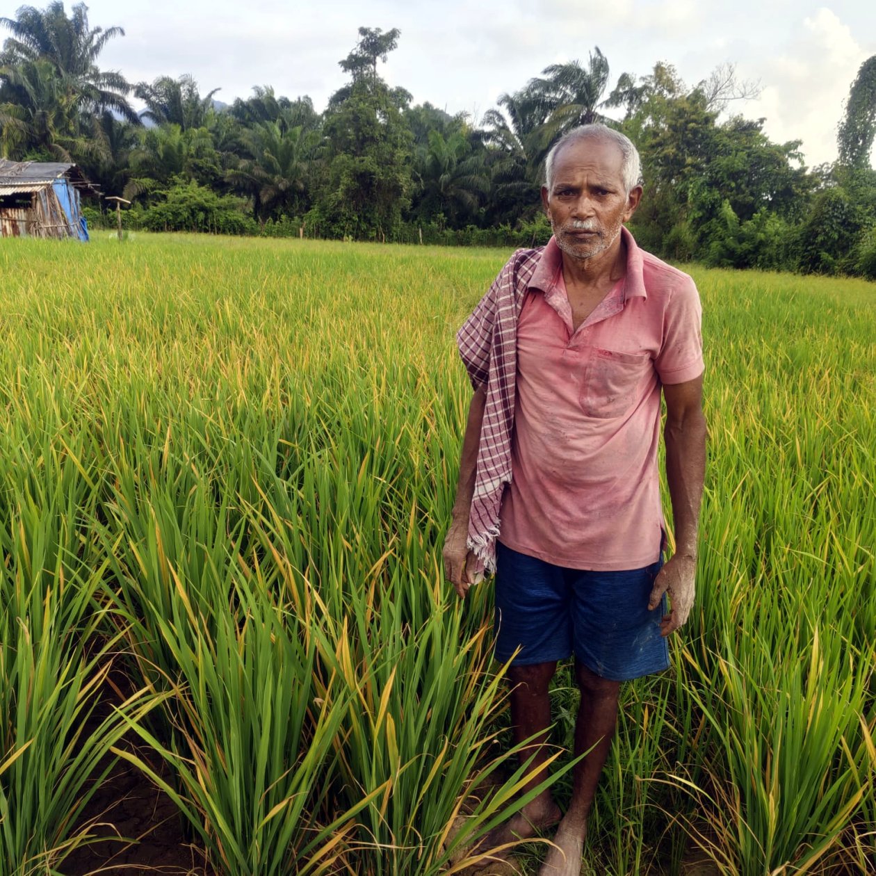 Nearly 90% of Sattari paddy area affected by dry spell, survey finds