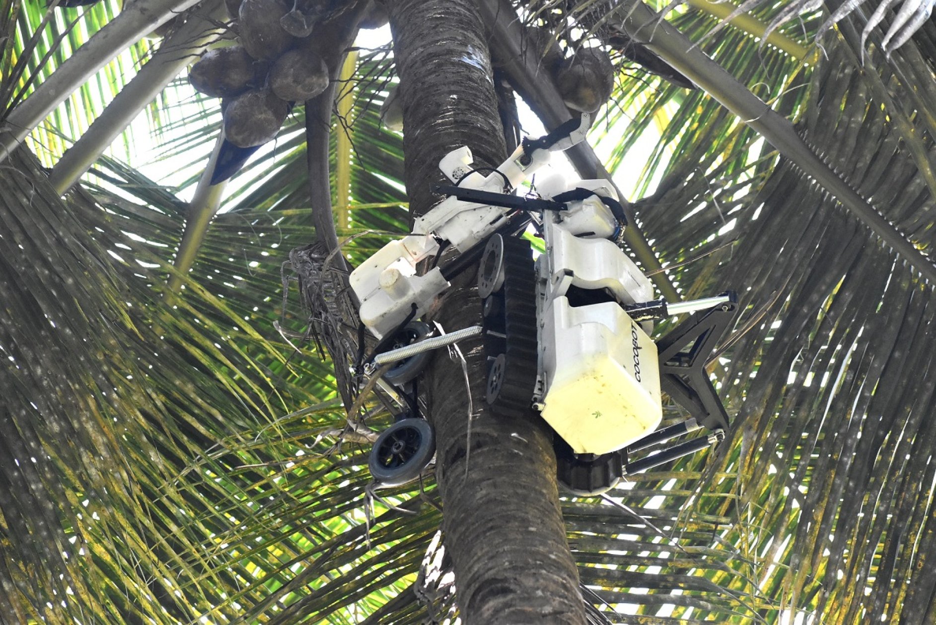 Cocobot offers high-tech answer to coconut plucker shortage in State