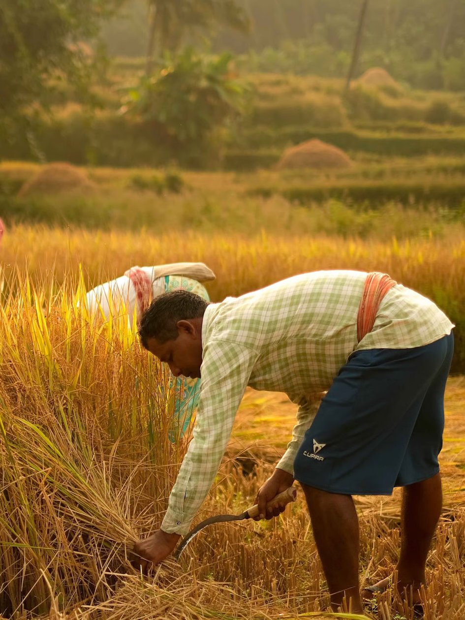 Deficient rains, anxious farmers, uncertain harvest