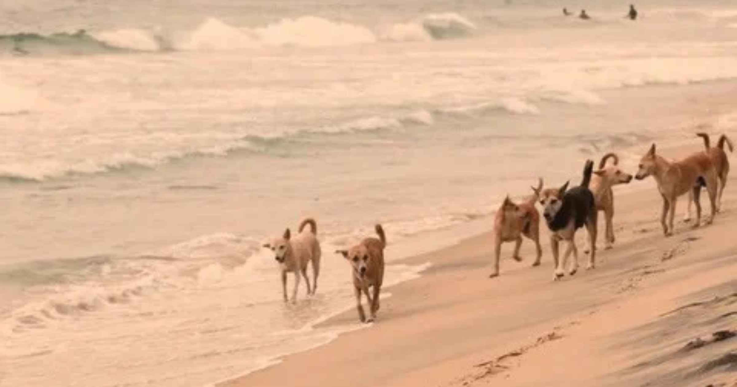 Govt rolls out 7-day window to adopt beach stray dogs
