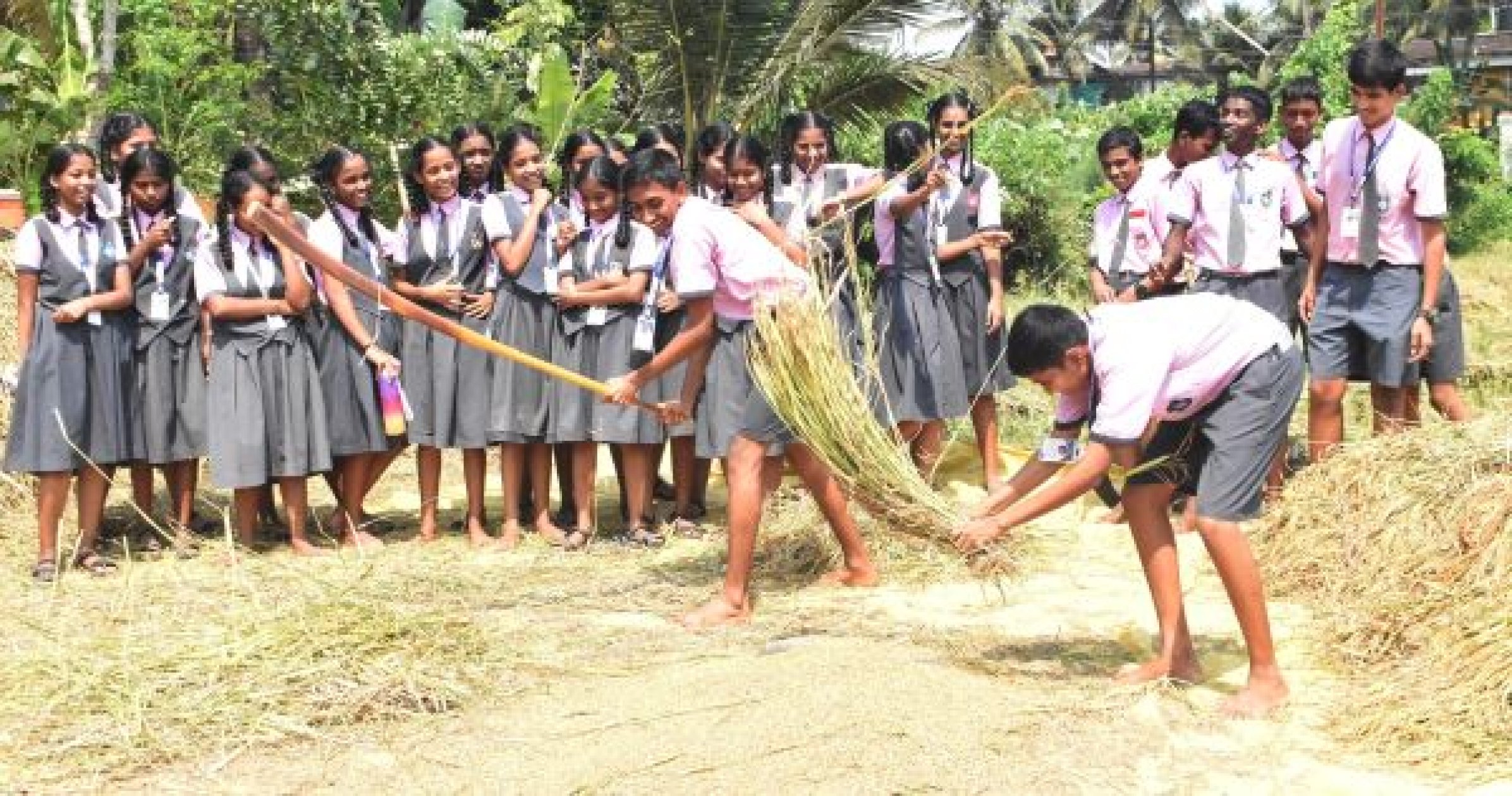 Students experience traditional paddy farming a...