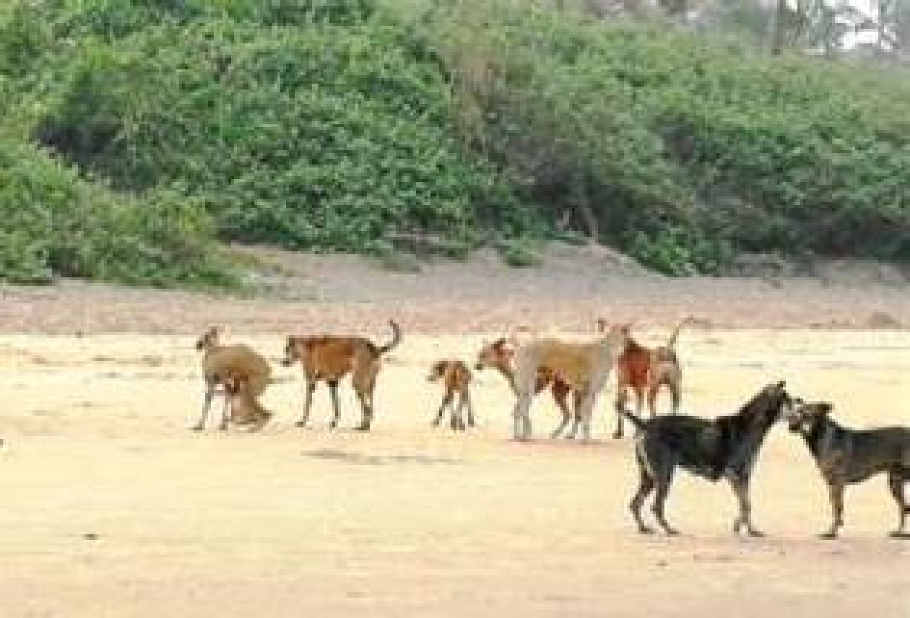 Shack owners seek action on stray dog management at tourist hotspots