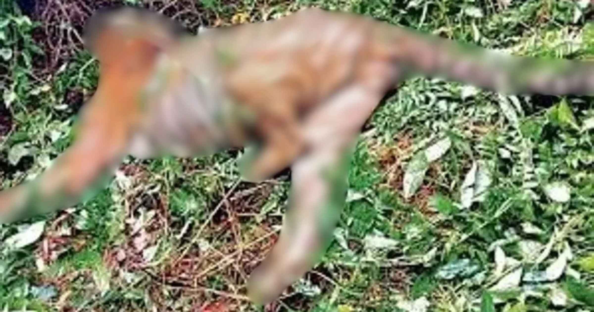 Five months on, Forest Department yet to disclose cause of Dharbandora tiger’s death