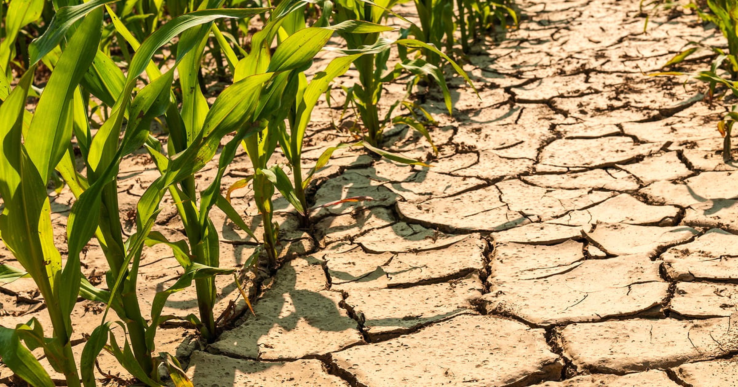 Sattari farmers warn of crop losses as dry spell persists