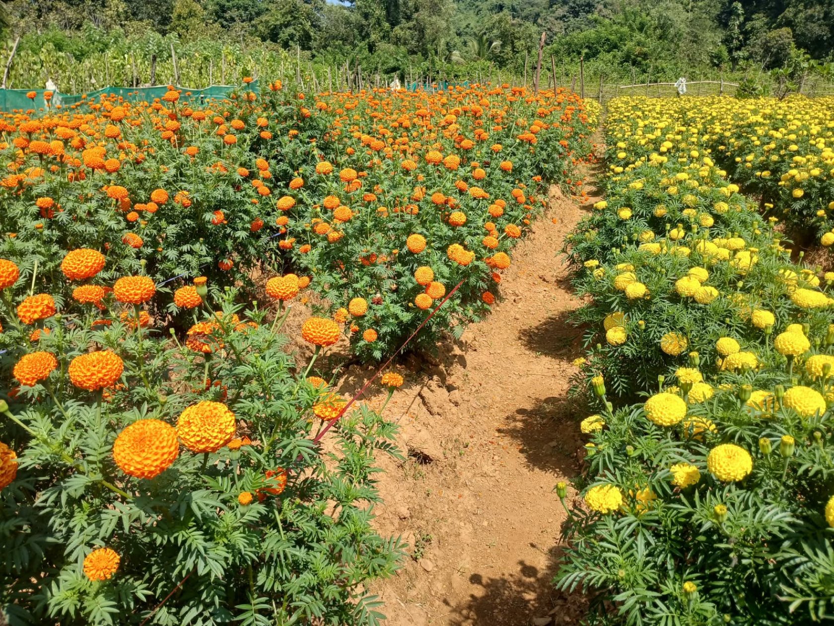 Influx of marigolds from other States leaves Sattari growers disappointed