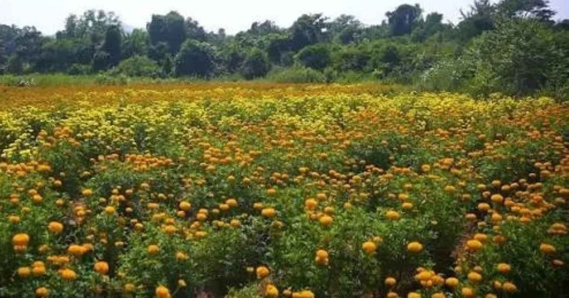 Marigold output up, but Goa’s farmers face sales slump