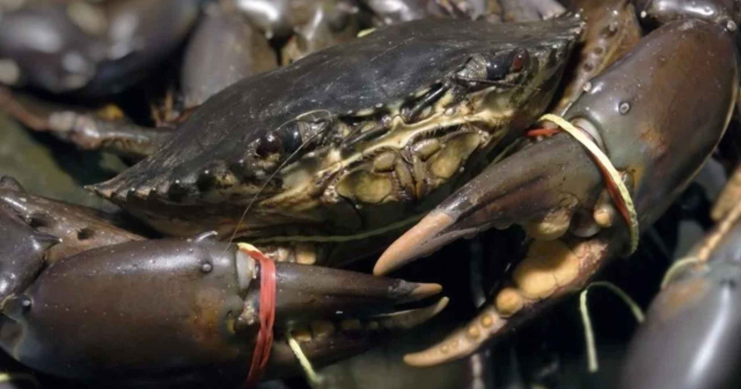 Goa eyes Andhra model to boost mud crab farming