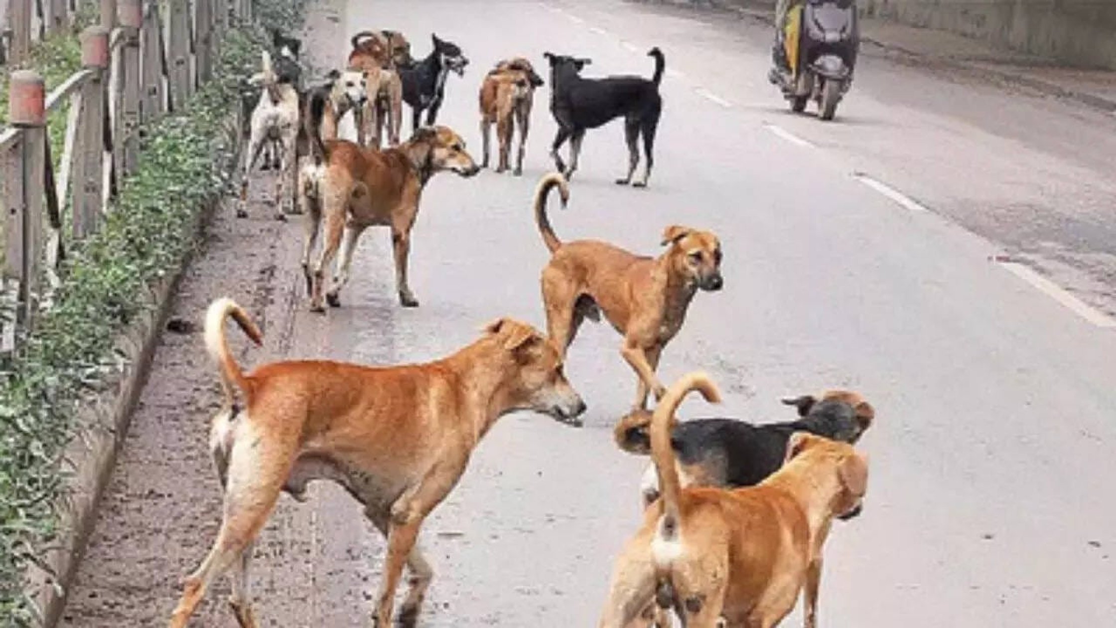 HC orders disciplinary action against local, civic bodies over stray dog order violation