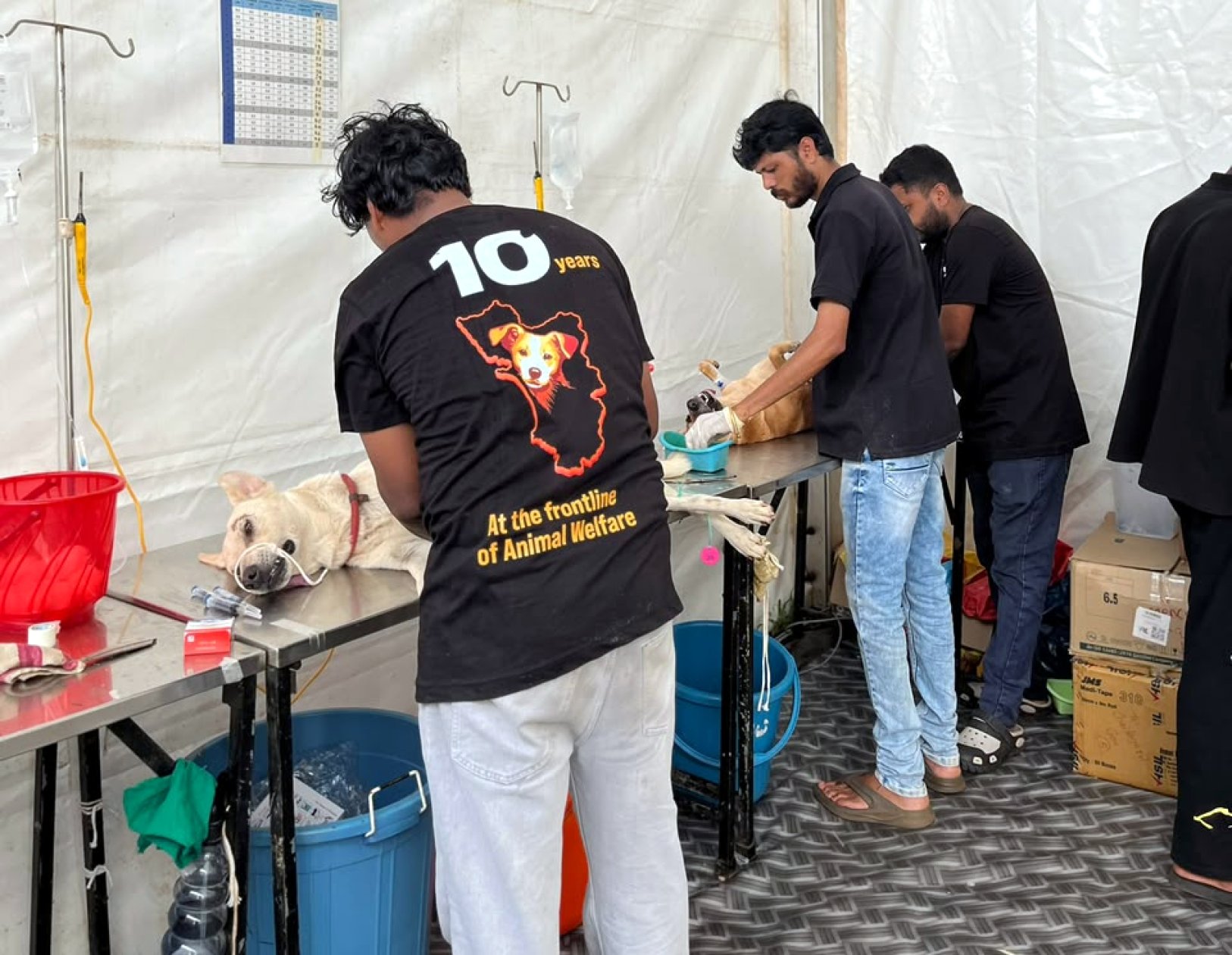 836 dogs sterilised and 914 vaccinated across four panchayats in South Goa