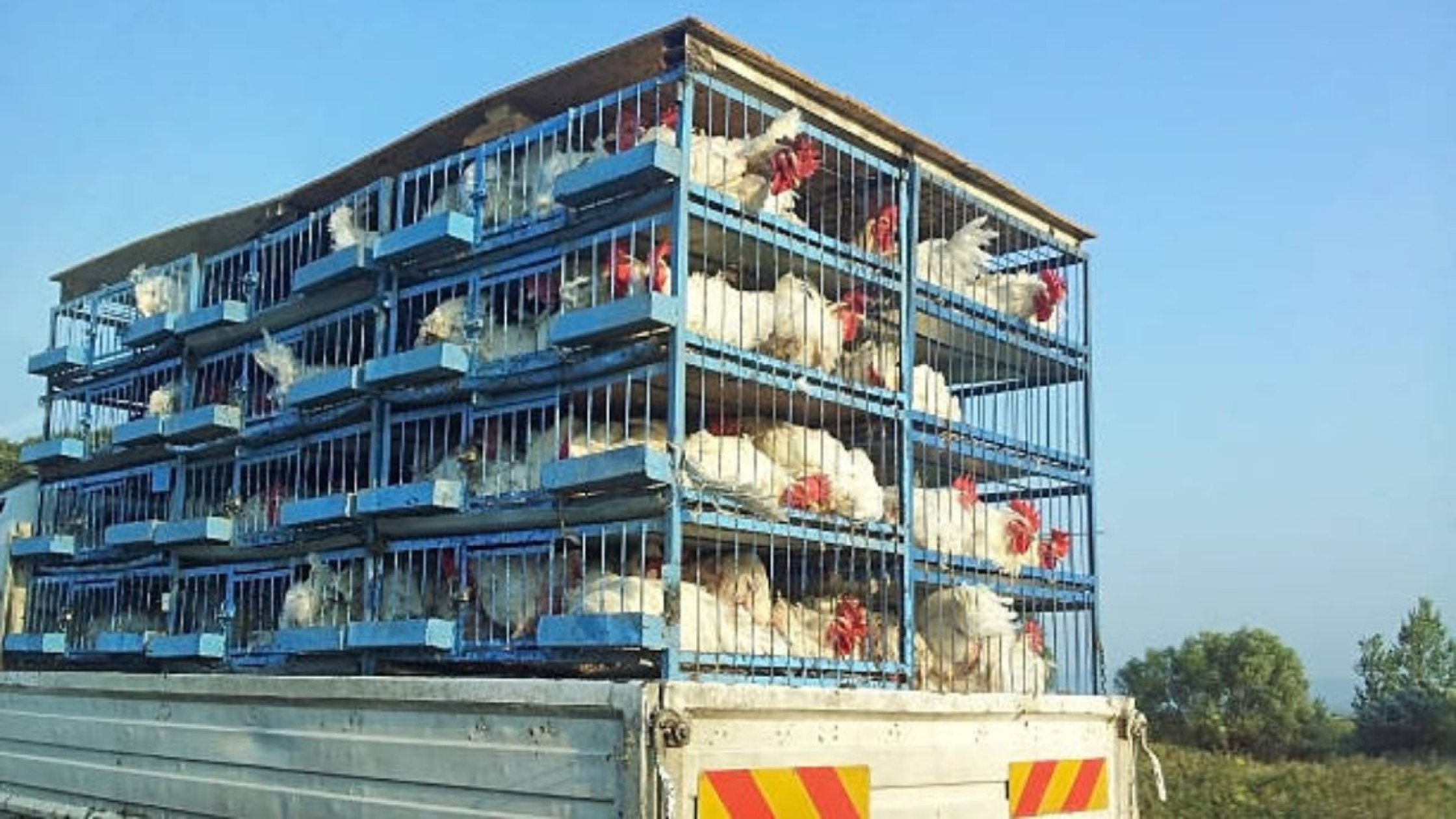 Goa tightens rules for poultry entry