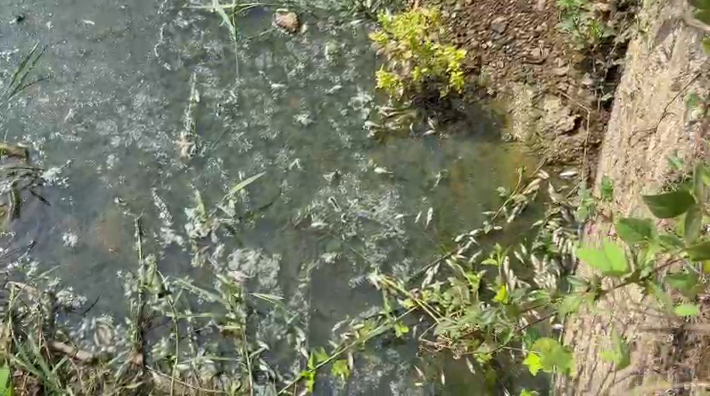 Second incident of mass fish deaths raise pollution concerns in Cacora nallah