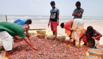 Its shrimp time in Colva