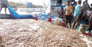 Day 1: Moderate catch of shrimps at Cutbona