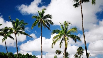 Grass then, coconut palm gets nod for 'tree' status