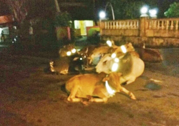 Reflective belts tied on stray cattle in Pernem