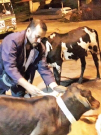 Now, reflectors tied to stray cattle in Ponda