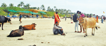 Illumination for Colva, but no focus on ‘strays’, waste