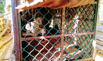 Borim villagers heave a sigh of relief after male leopard trapped in cage