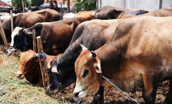 Beef supply resumes, but falls short of Goa demand