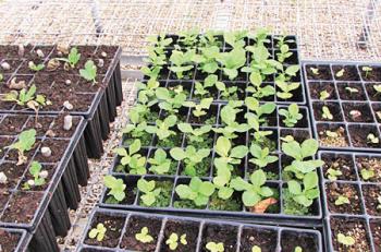 Govt to amend plant nurseries act in bid to regulate business