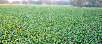 This is not a green story, just stinking saga