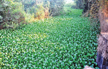 Nuvem farmers too lament over sewage-infested fields