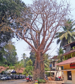 Rare, centuries-old Baobab tree at Quepem gets fresh lease of life