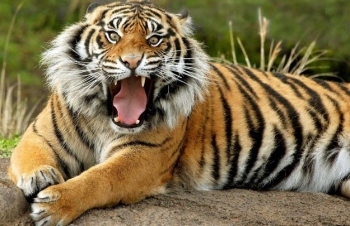 Goa will 'count' on aerial drones to track its tigers