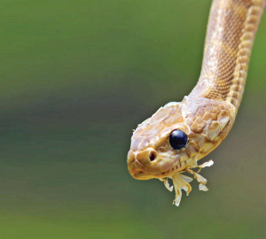 slithery sagas