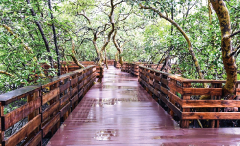 Now, take a walk through the mangroves at Patto