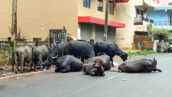 MMC on lookout for land to tackle stray cattle in Vasco