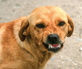 Fight against rabies gets financial boost from govt