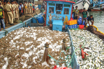Goans all at sea over mackerels & prawns