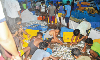 Tension at jetty as agents want catch unloaded at ‘their’ plots