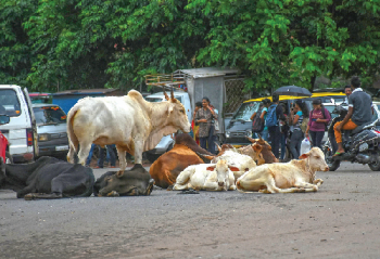 The battle against stray cattle