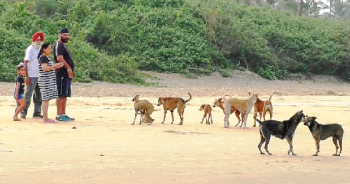 Stray dogs invade Colva, Benaulim beaches
